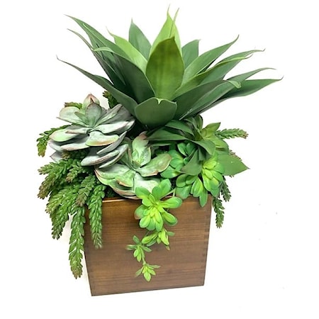 Agave/Succulents in LG Wood Box