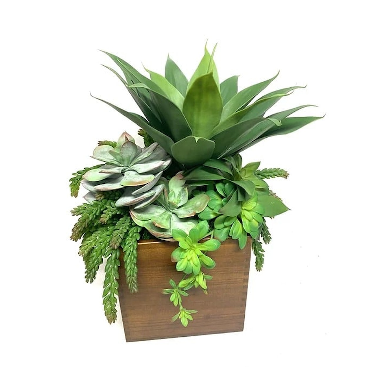 The Ivy Guild Succulents Agave/Succulents in LG Wood Box