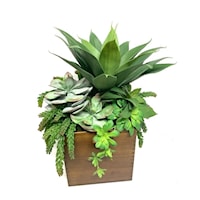 Agave/Succulents in LG Wood Box