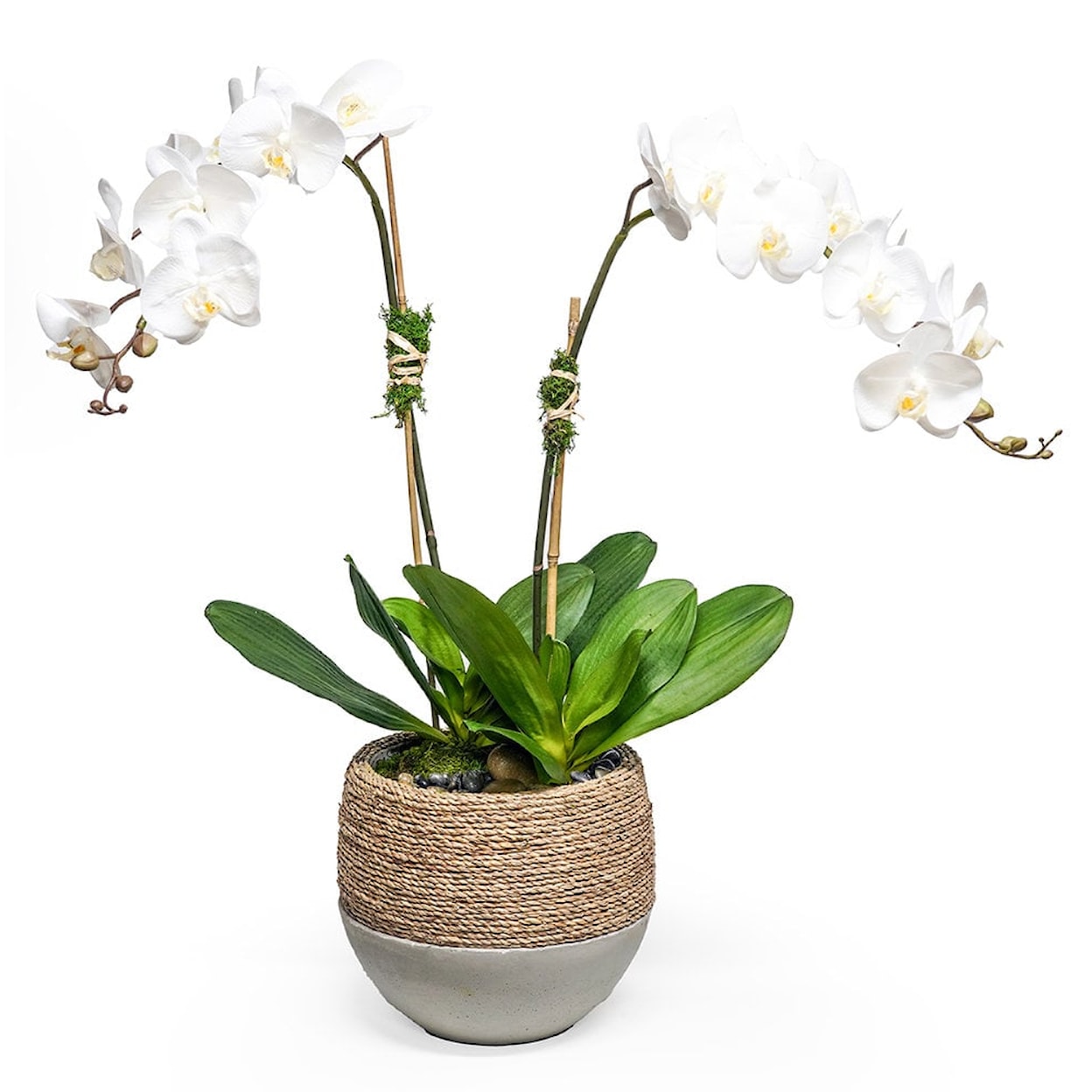 The Ivy Guild Orchids DOUBLE ORCHID IN POT