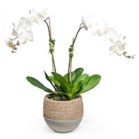DOUBLE ORCHID IN ROPE/CEMENT POT