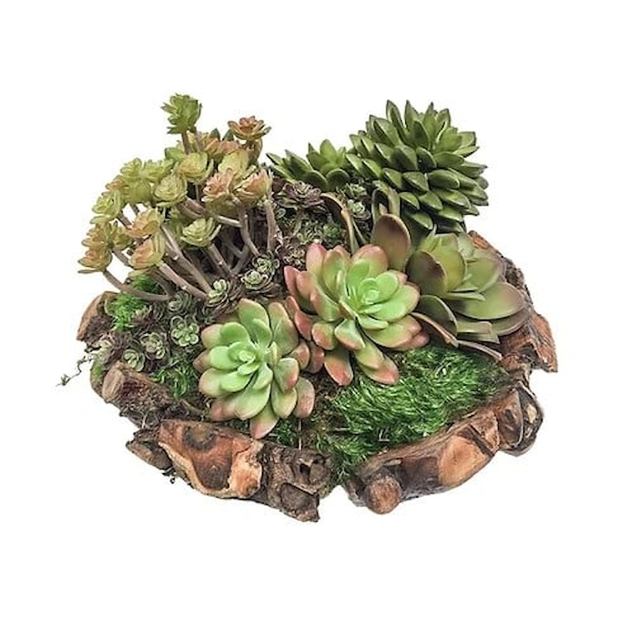 The Ivy Guild Succulents Succulents in Sm Root Bowl