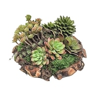 Succulents in Sm Root Bowl