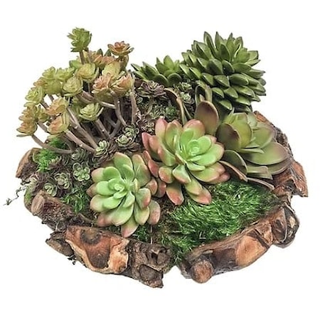 Succulents in Sm Root Bowl