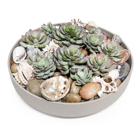 SUCCULENTS/ SHELLS IN 15" GRAY BOWL