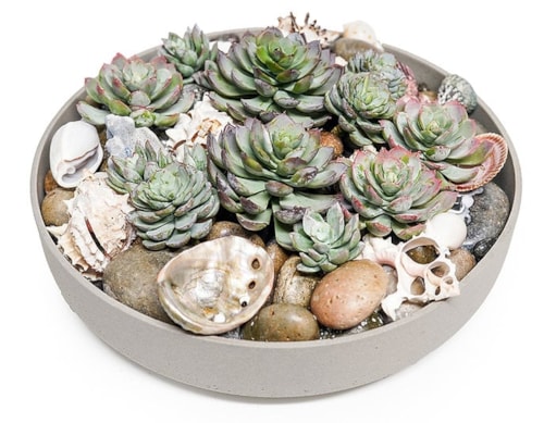 SUCCULENTS/ SHELLS IN 15" GRAY BOWL