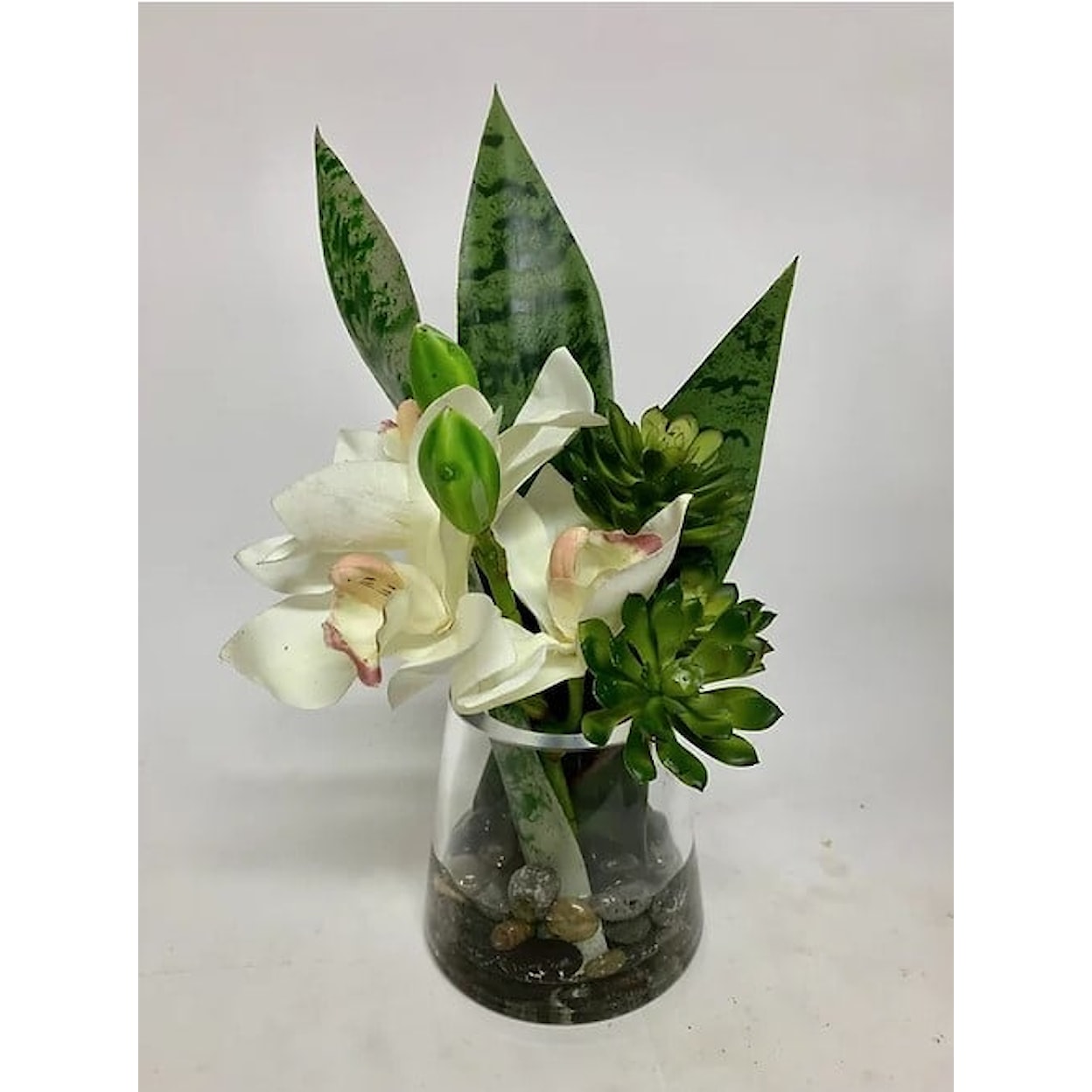 The Ivy Guild Orchids Cymbidium/Sans Vase