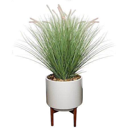 FOUNTAIN GRASS SMALL