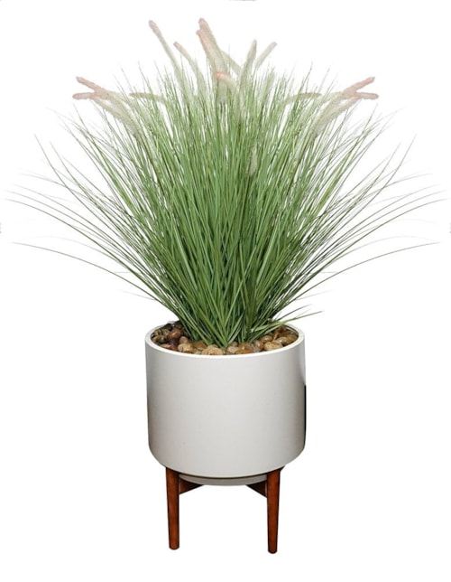 FOUNTAIN GRASS SMALL