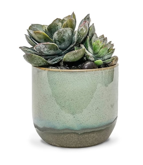 SUCCULENTS IN SM CARIBE POT