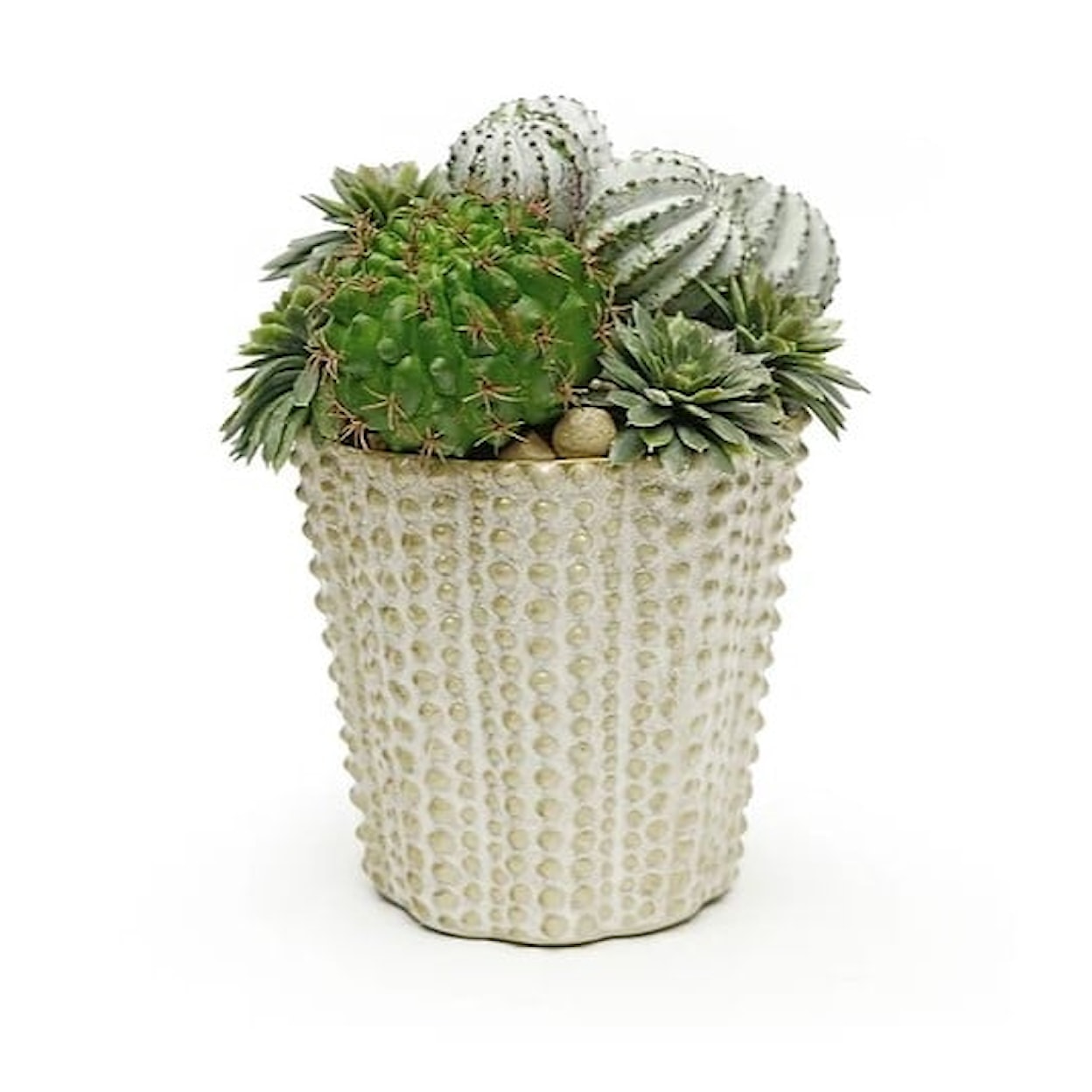 The Ivy Guild Succulents Nilly Pot Cactus Mix