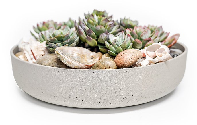 The Ivy Guild Succulents SUCCULENTS/ SHELLS IN 15" GRAY BOWL