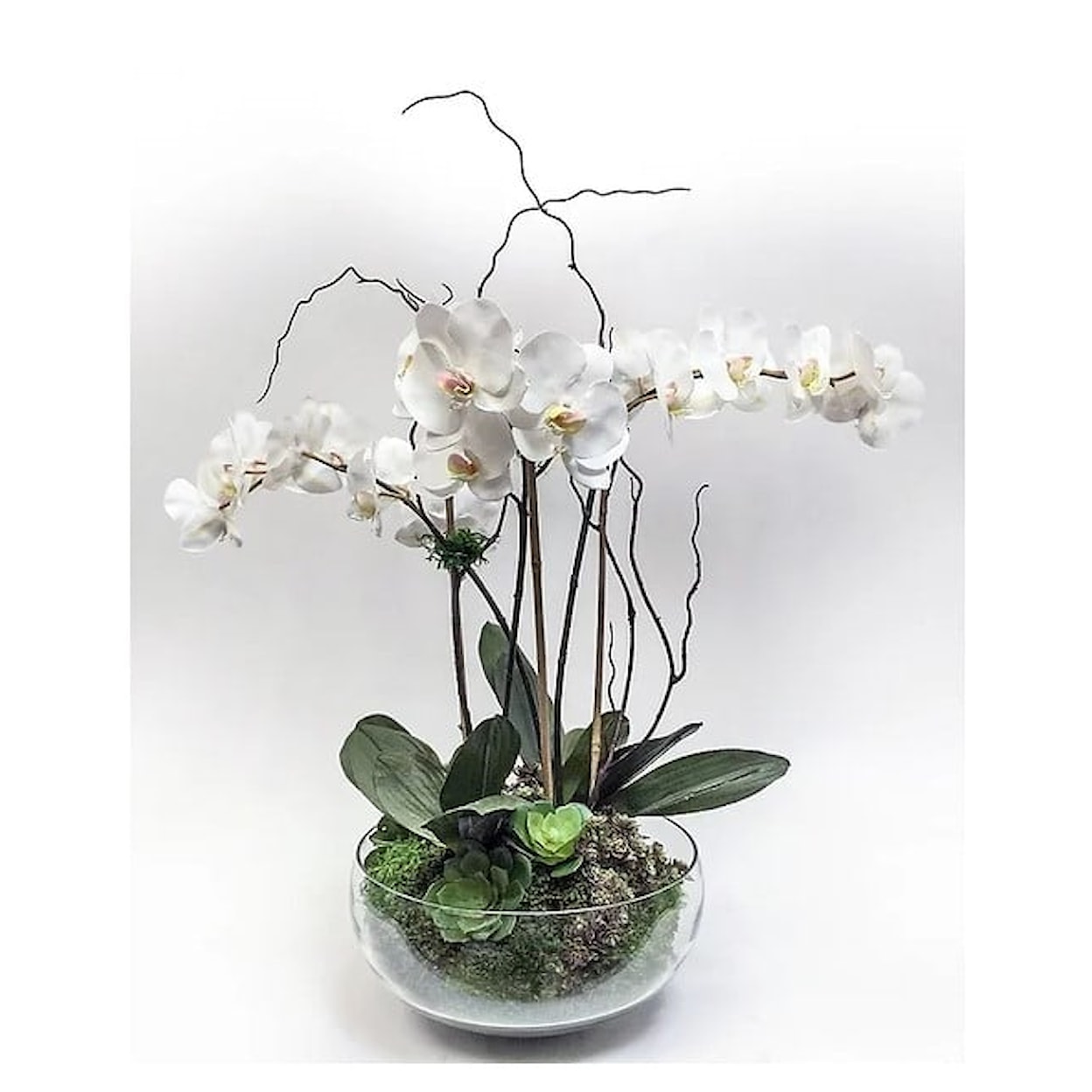 The Ivy Guild Orchids Triple Phal/Succulents in Glass Bowl