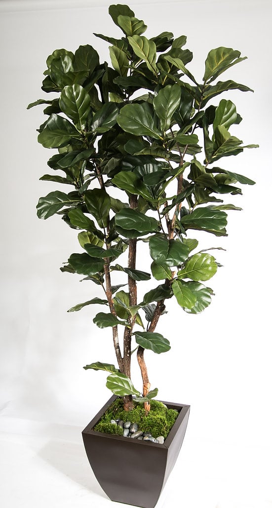 The Ivy Guild Trees & Plants 7' Fiddle Leaf Leaf Tree in Zinc