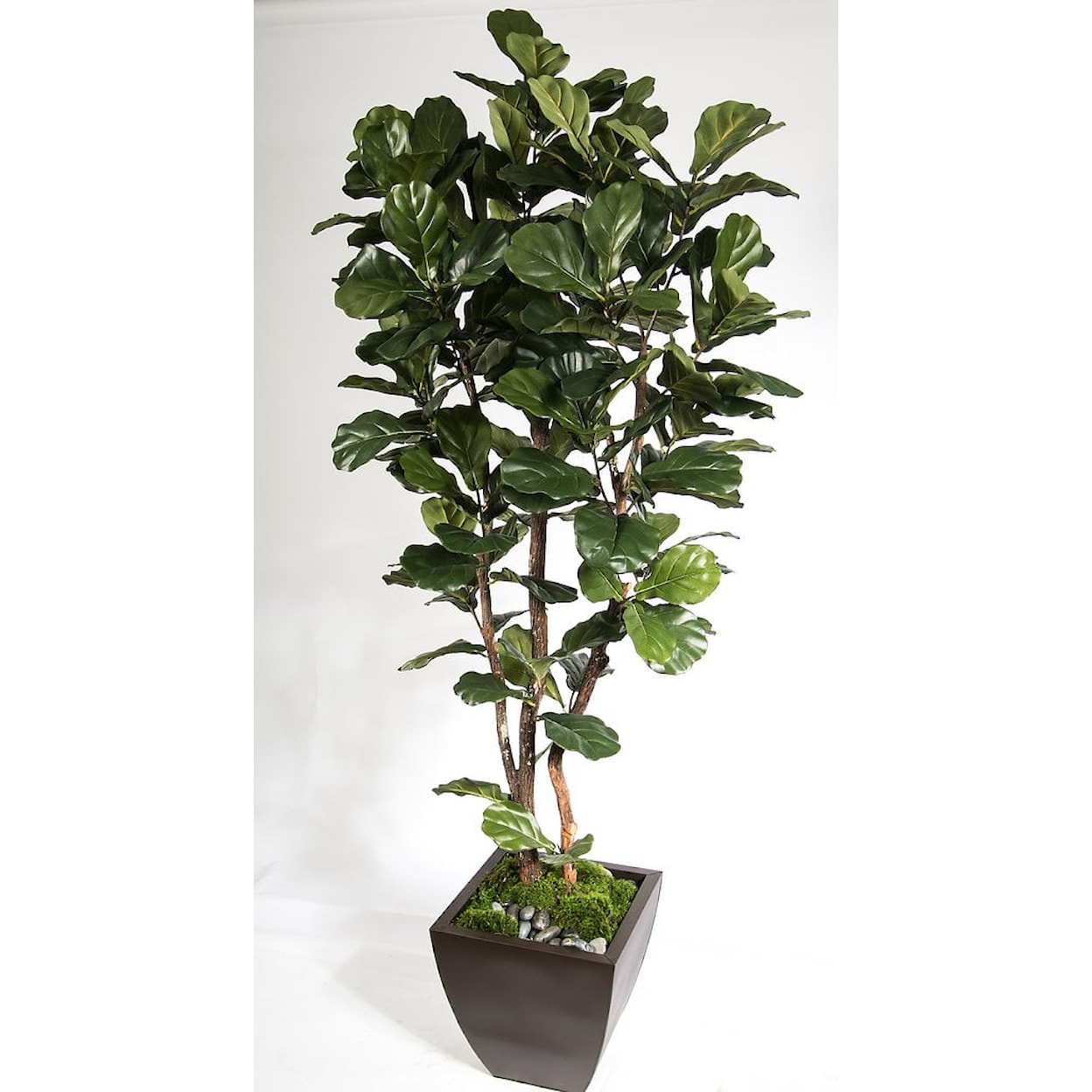 The Ivy Guild Trees & Plants 7' Fiddle Leaf Leaf Tree in Zinc