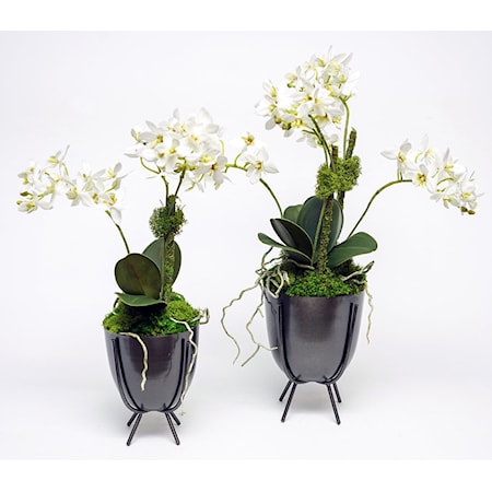 SET/ 2 BLACK PLANT STANDS WITH MINI ORCHIDS
