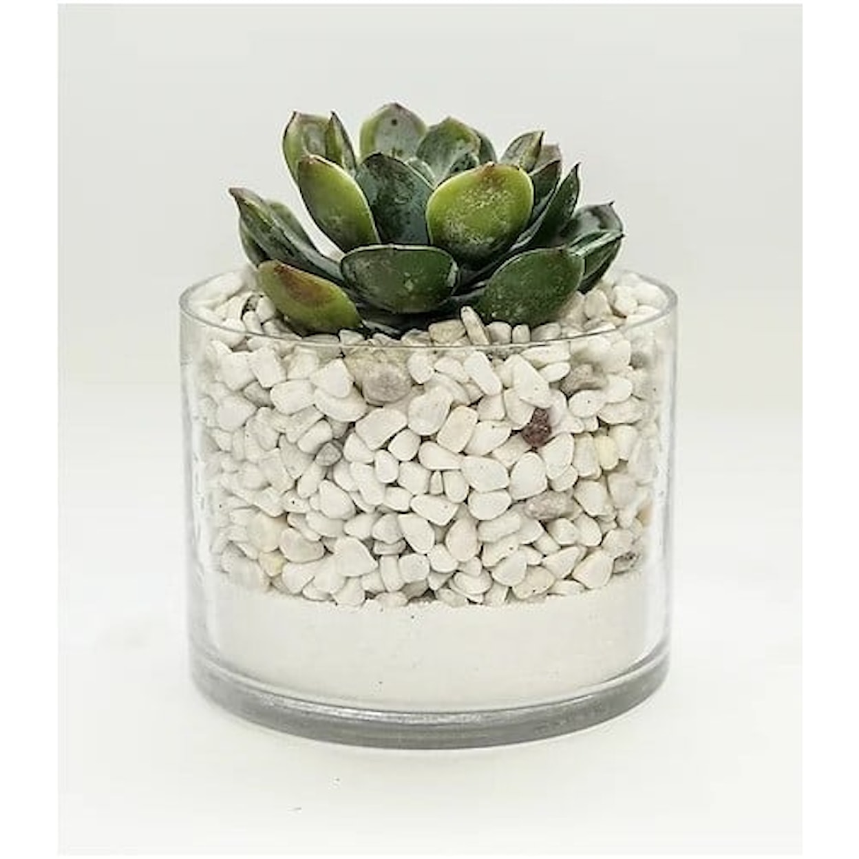 The Ivy Guild Succulents Ech In Glass White Sand/Rocks
