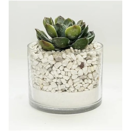 Ech In Glass White Sand/Rocks