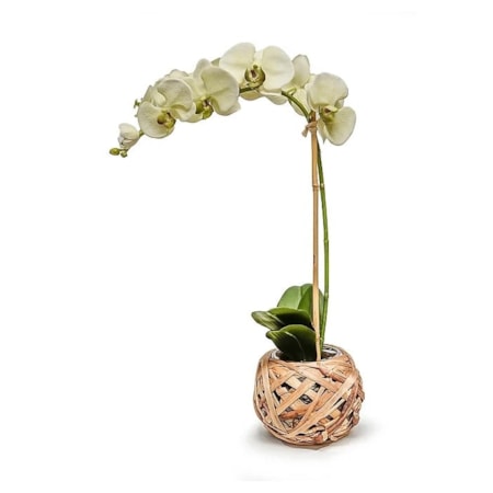 6" Reed/Glass Bowl W/ Pale Green Orchid