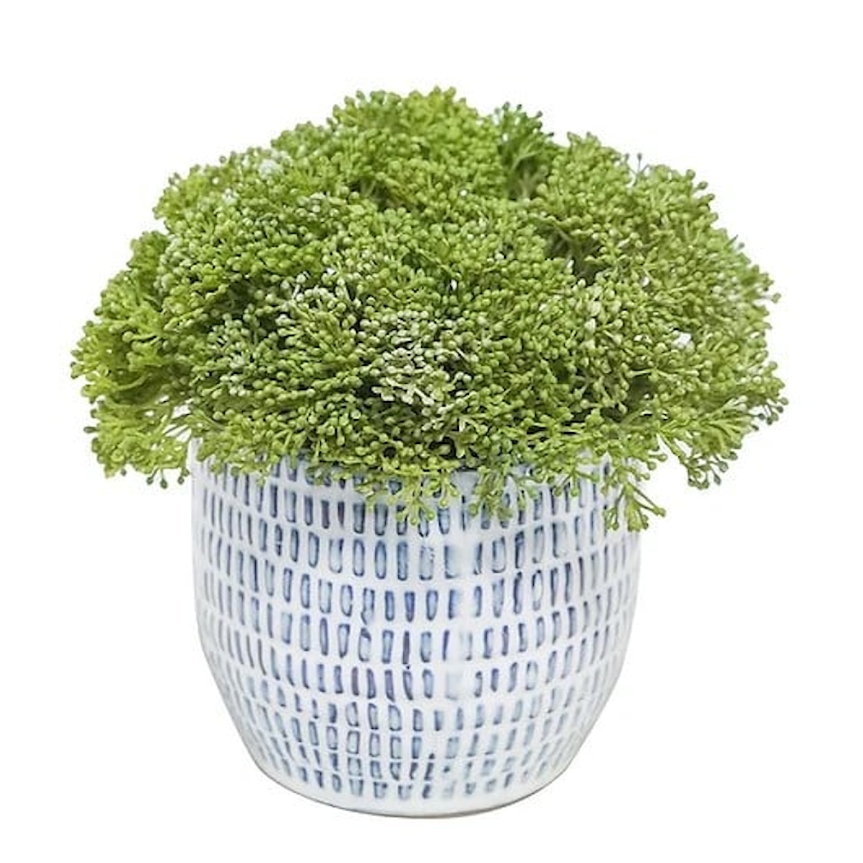 The Ivy Guild Botanicals Green/Light Green Skimmia in Jupiter Pot