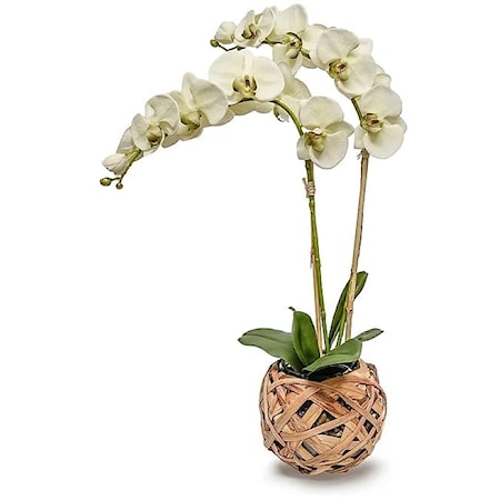 Reed/Glass Bowl w/Double Pale Green Orchids