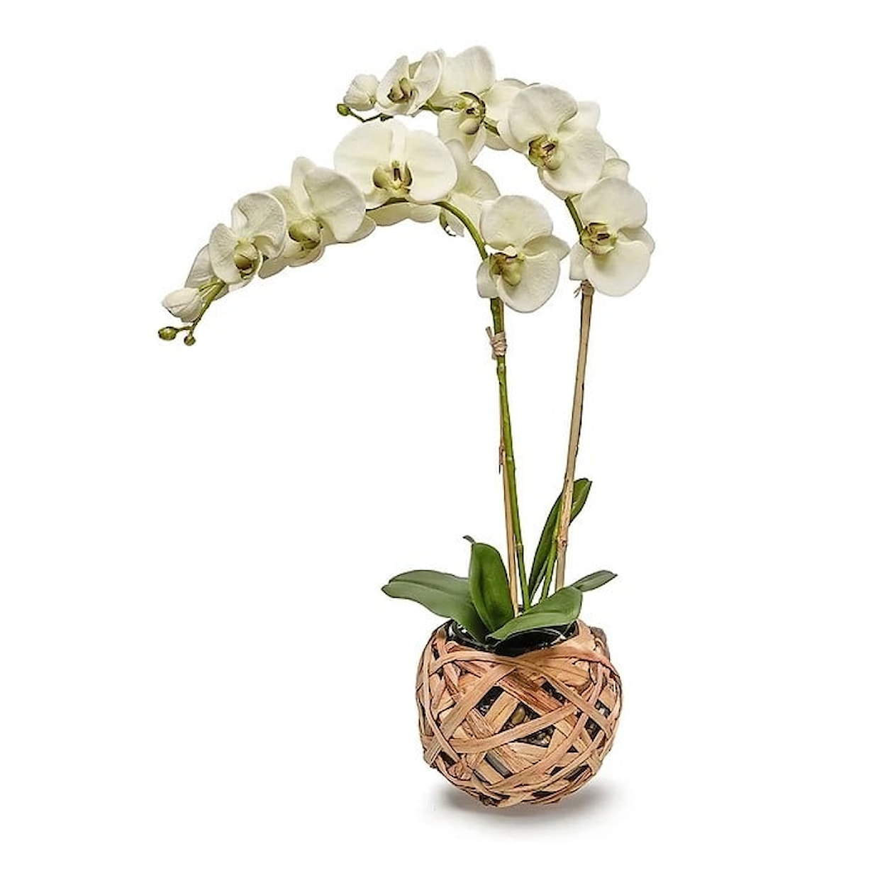 The Ivy Guild Orchids Reed/Glass Bowl w/Double Pale Green Orchids