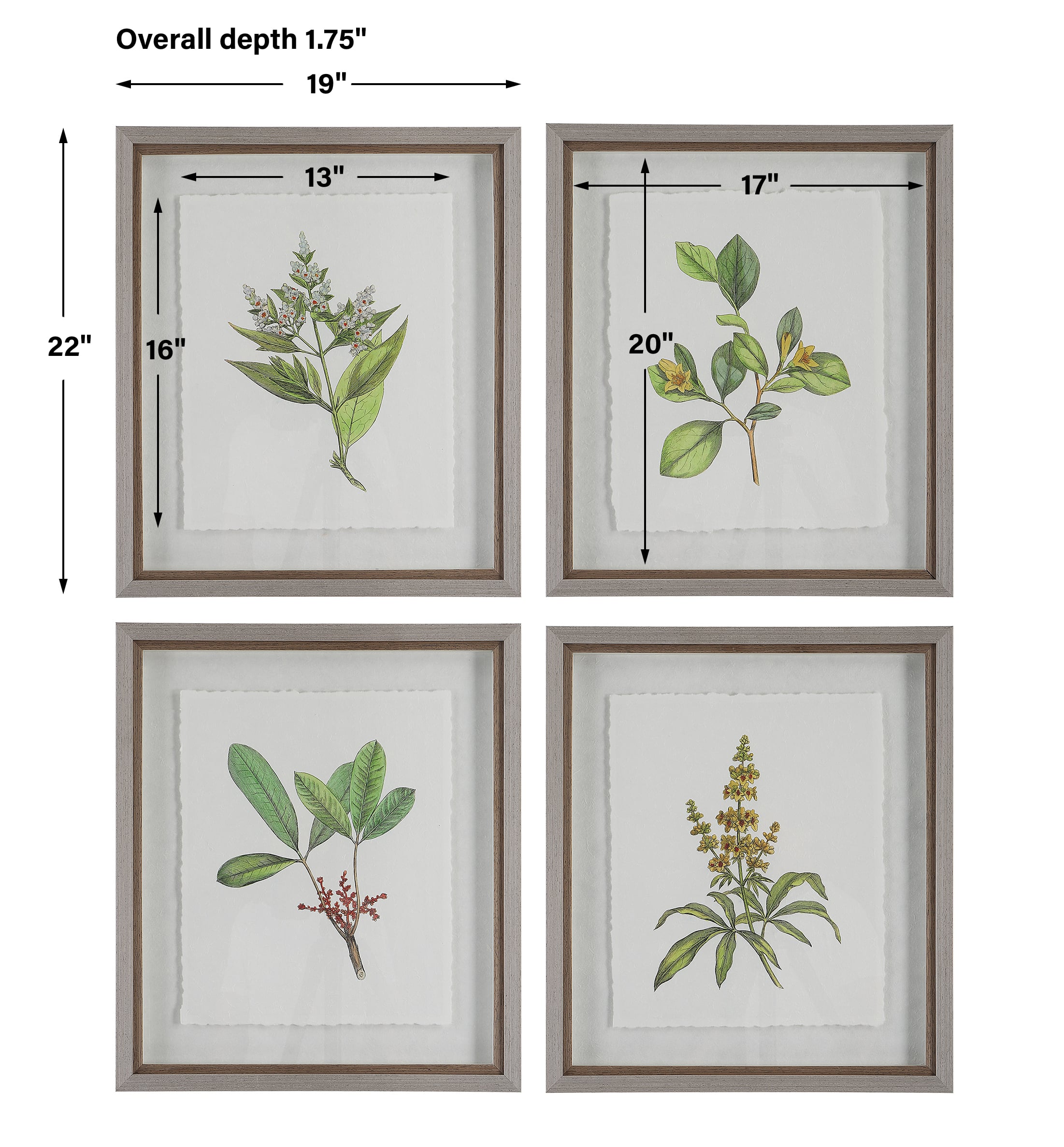 Wildflower Study Framed Prints S/4