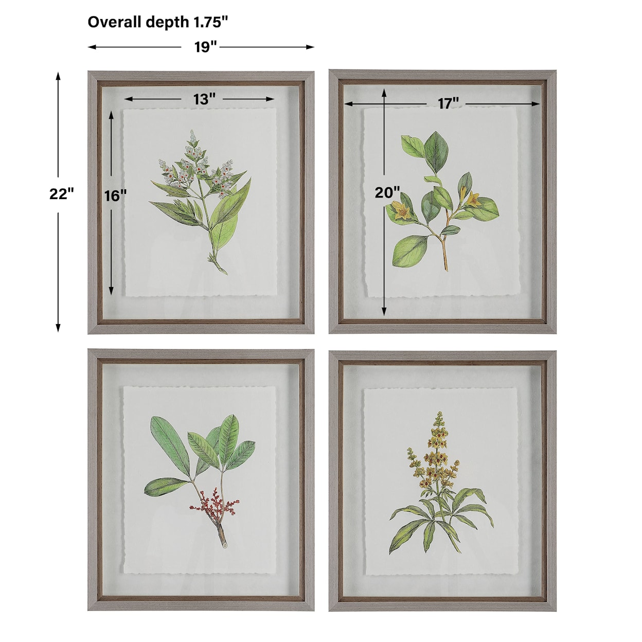 Uttermost Wildflower Study Wildflower Study Framed Prints S/4