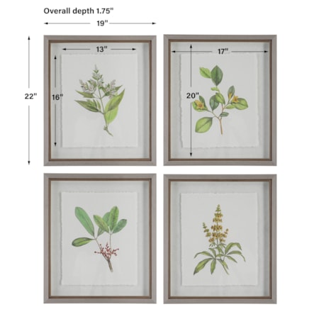 Wildflower Study Framed Prints S/4