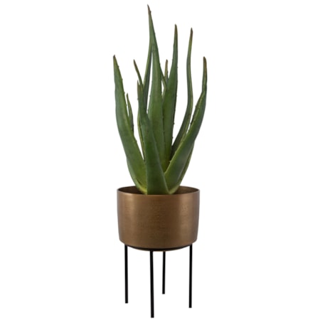 Arabia Aloe Planter