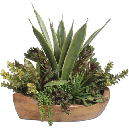 Salar Succulents In Teak Bowl