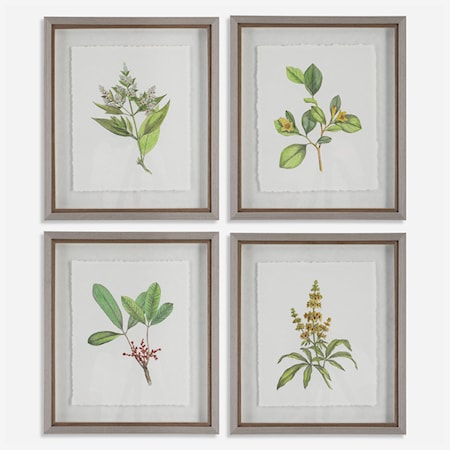 Wildflower Study Framed Prints S/4