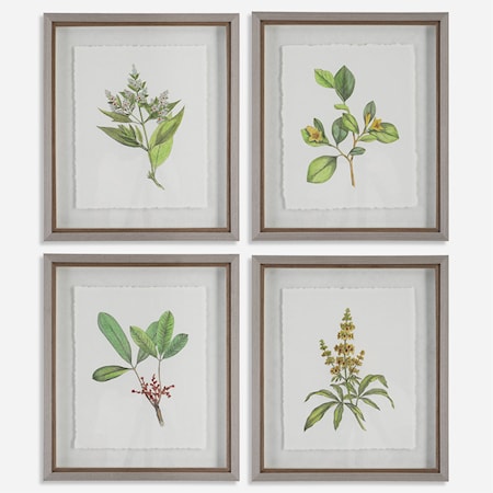 Wildflower Study Framed Prints S/4