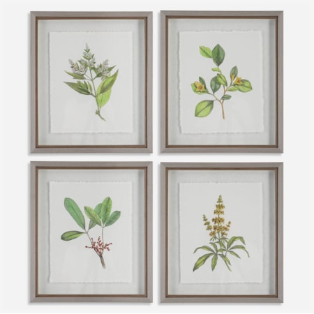 Wildflower Study Framed Prints S/4