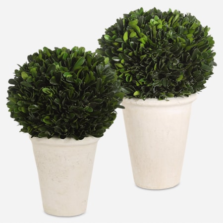 Preserved Boxwood Domes Set/2