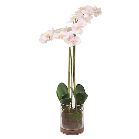 Blush Pink And White Orchid