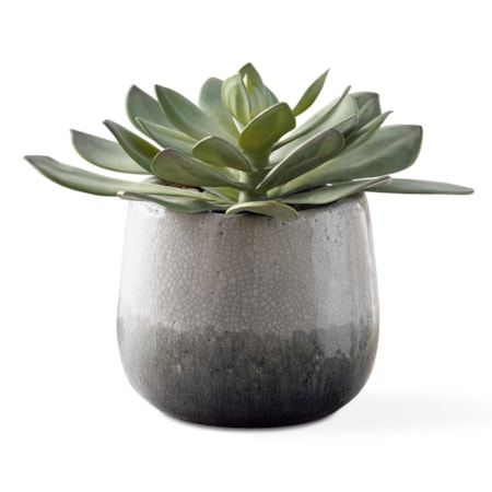 Dudleya Gray Outdoor Succulent