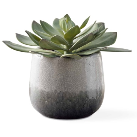 Dudleya Gray Outdoor Succulent