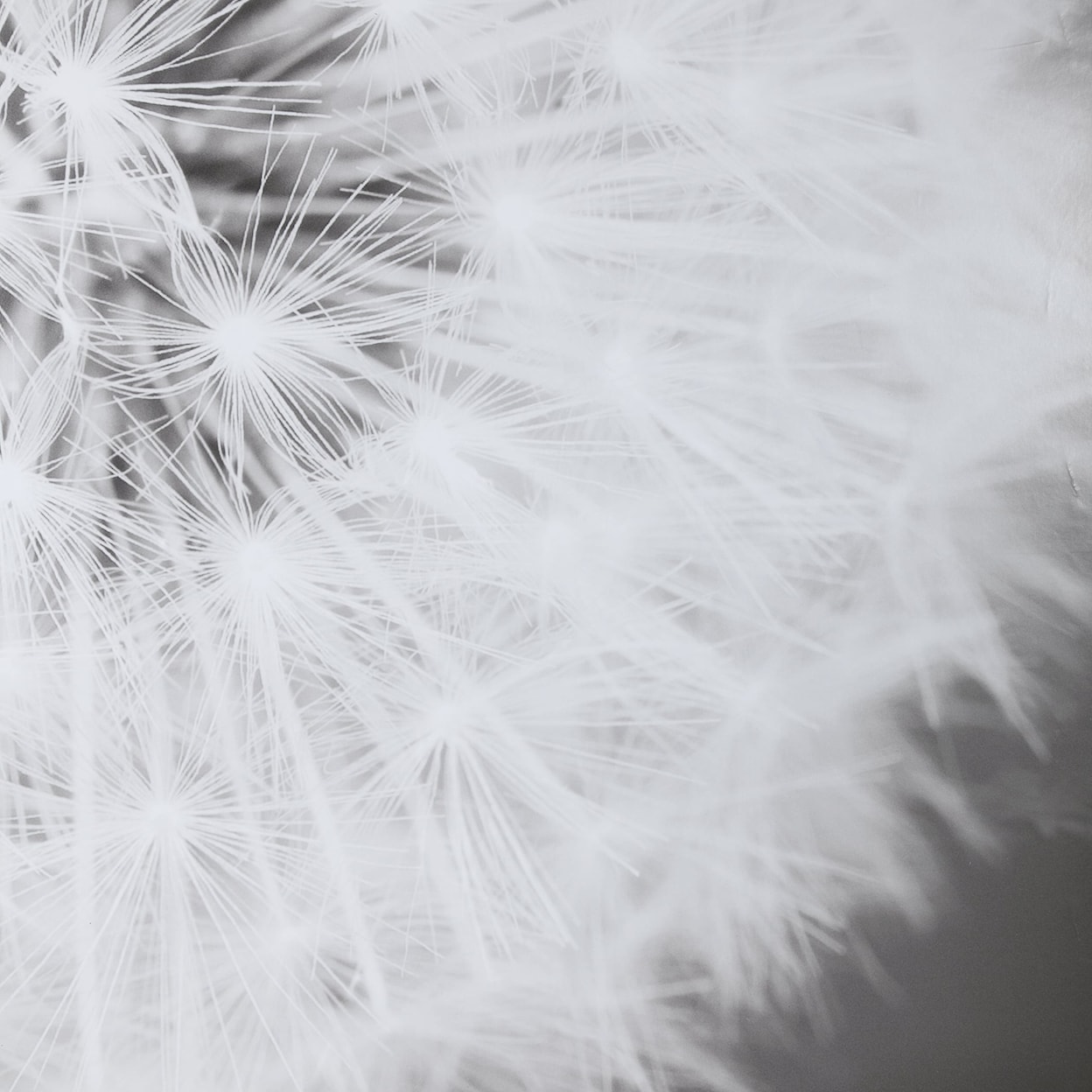 Uttermost Framed Prints Dandelion Seedhead Framed Print