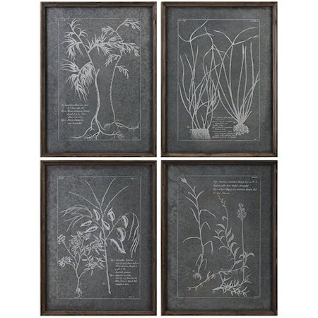 Root Study (Set of 4)