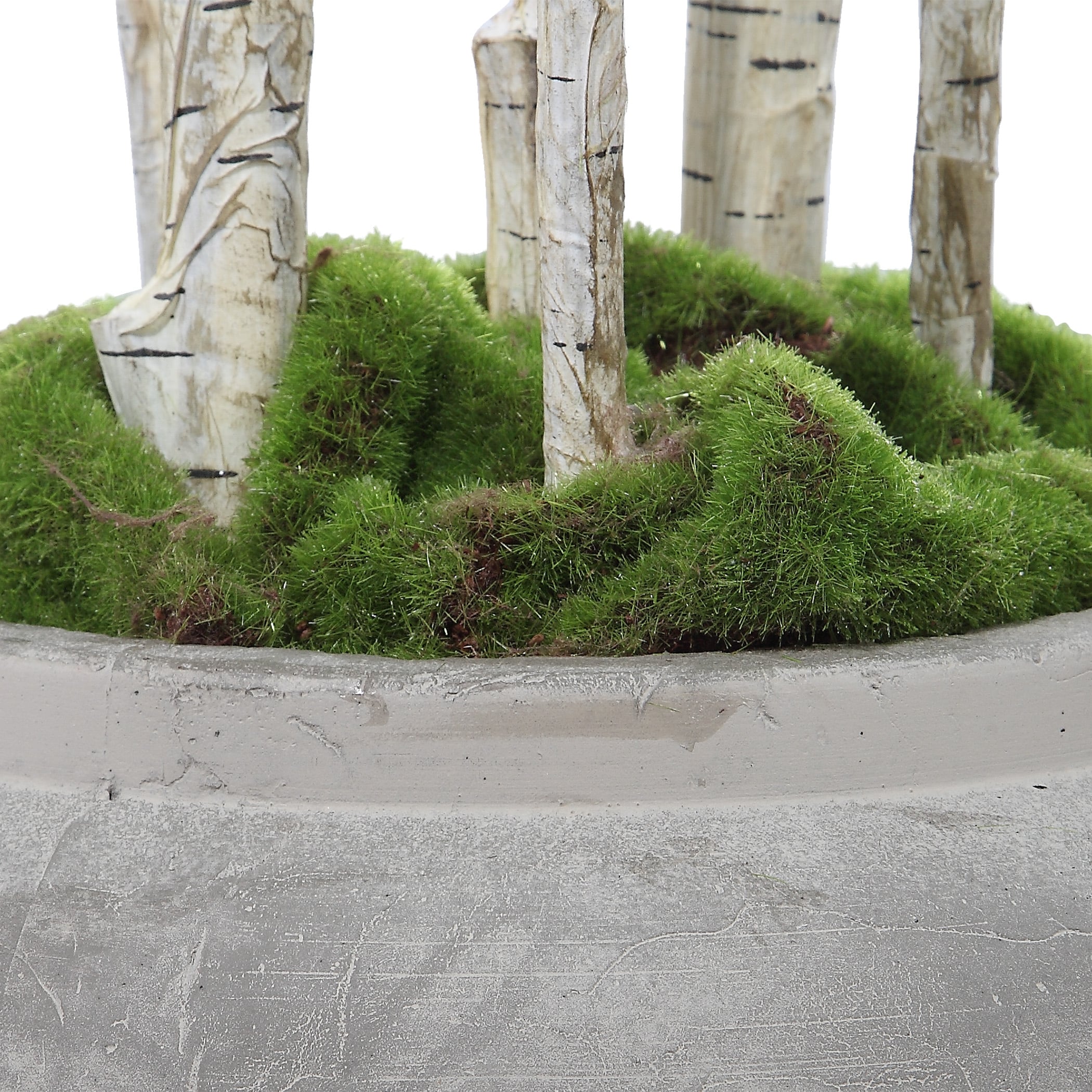 Uttermost Botanicals Aldis Potted River Birch