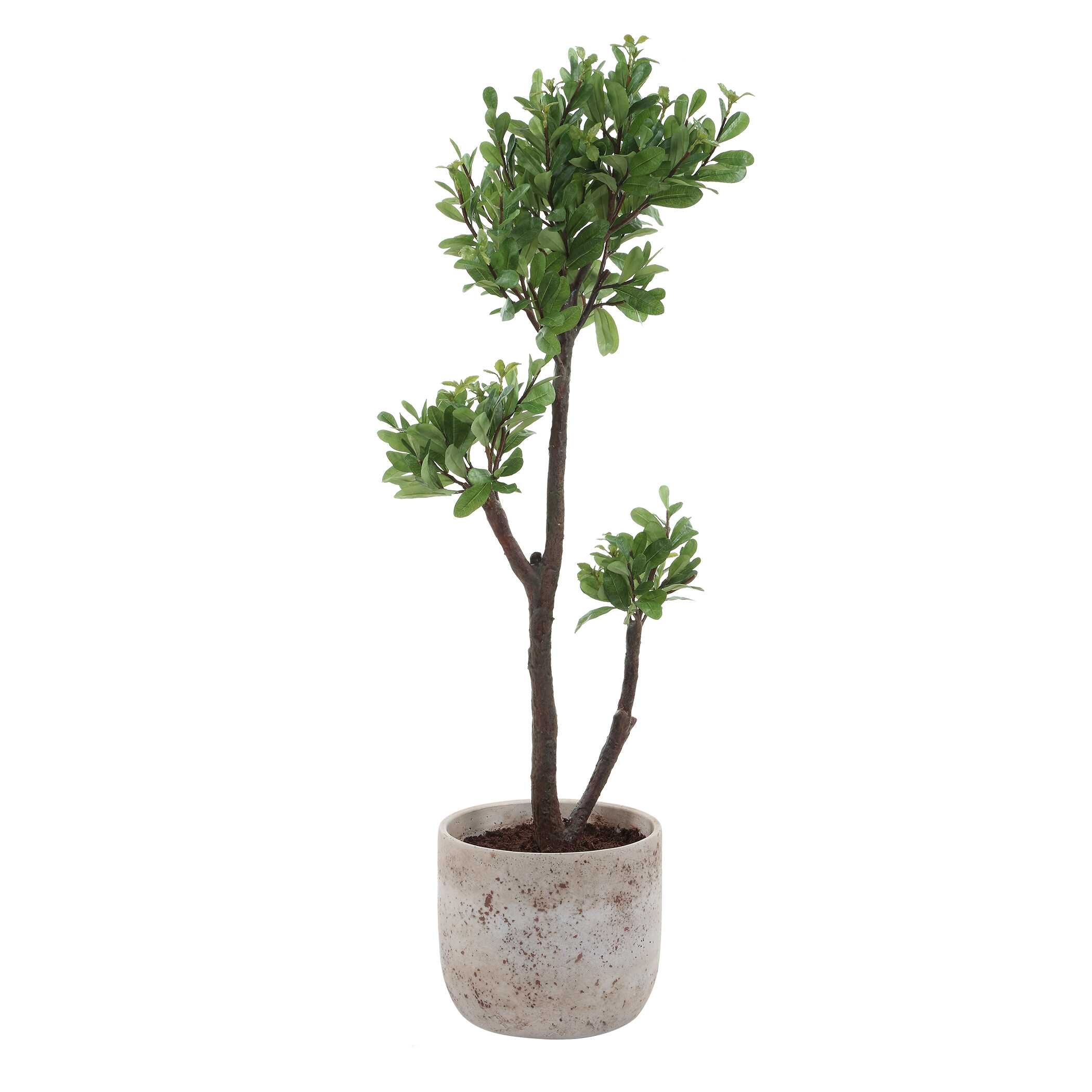 Uttermost Arbor Strawberry Arbor Strawberry Tree