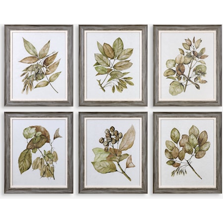 Seedlings Framed Prints (Set of 6)