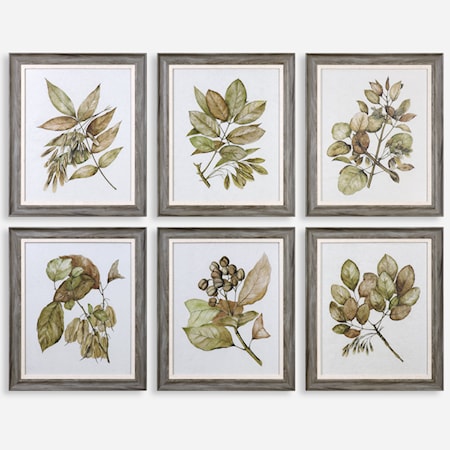 Seedlings Framed Prints (Set of 6)