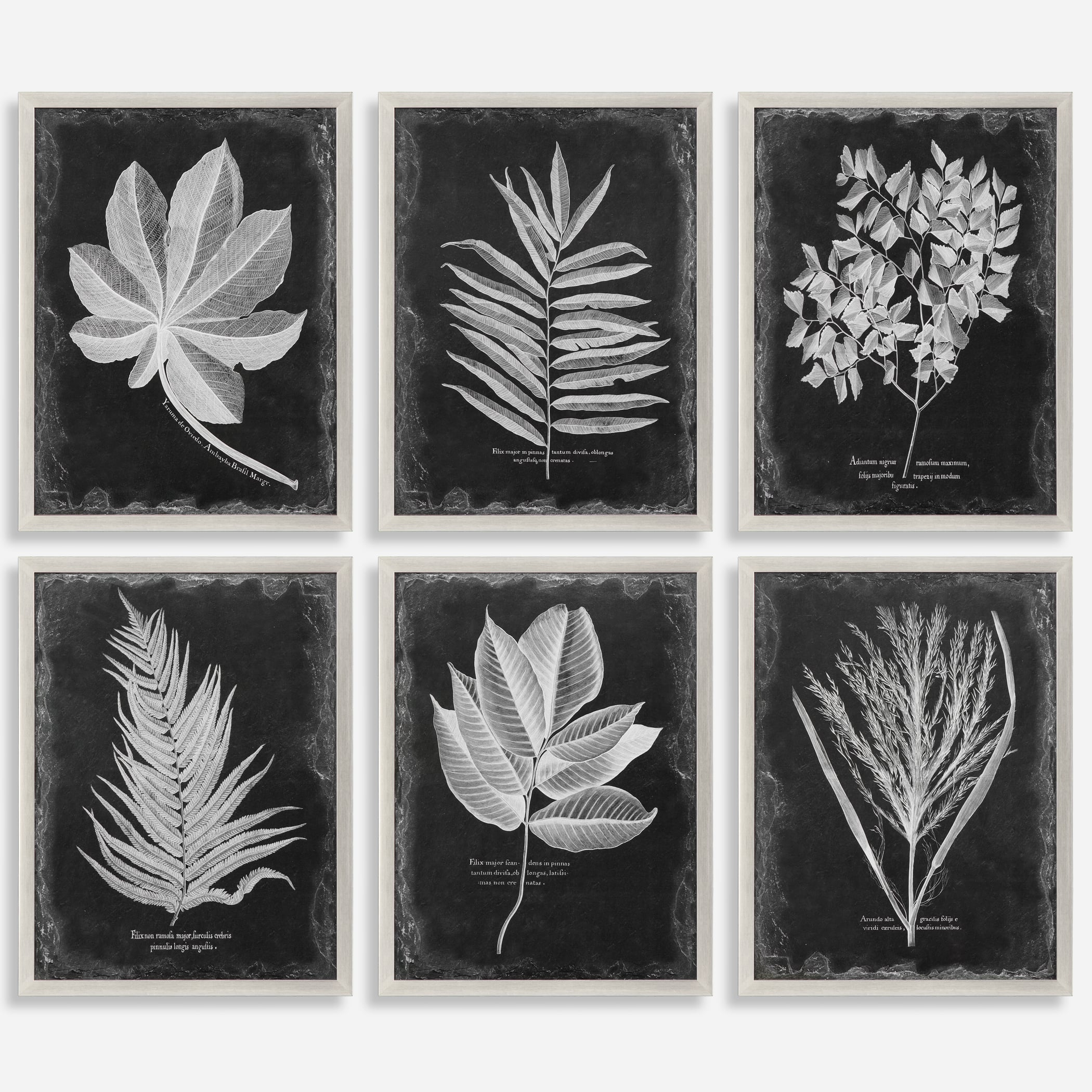 Foliage Framed Prints, Set of 6