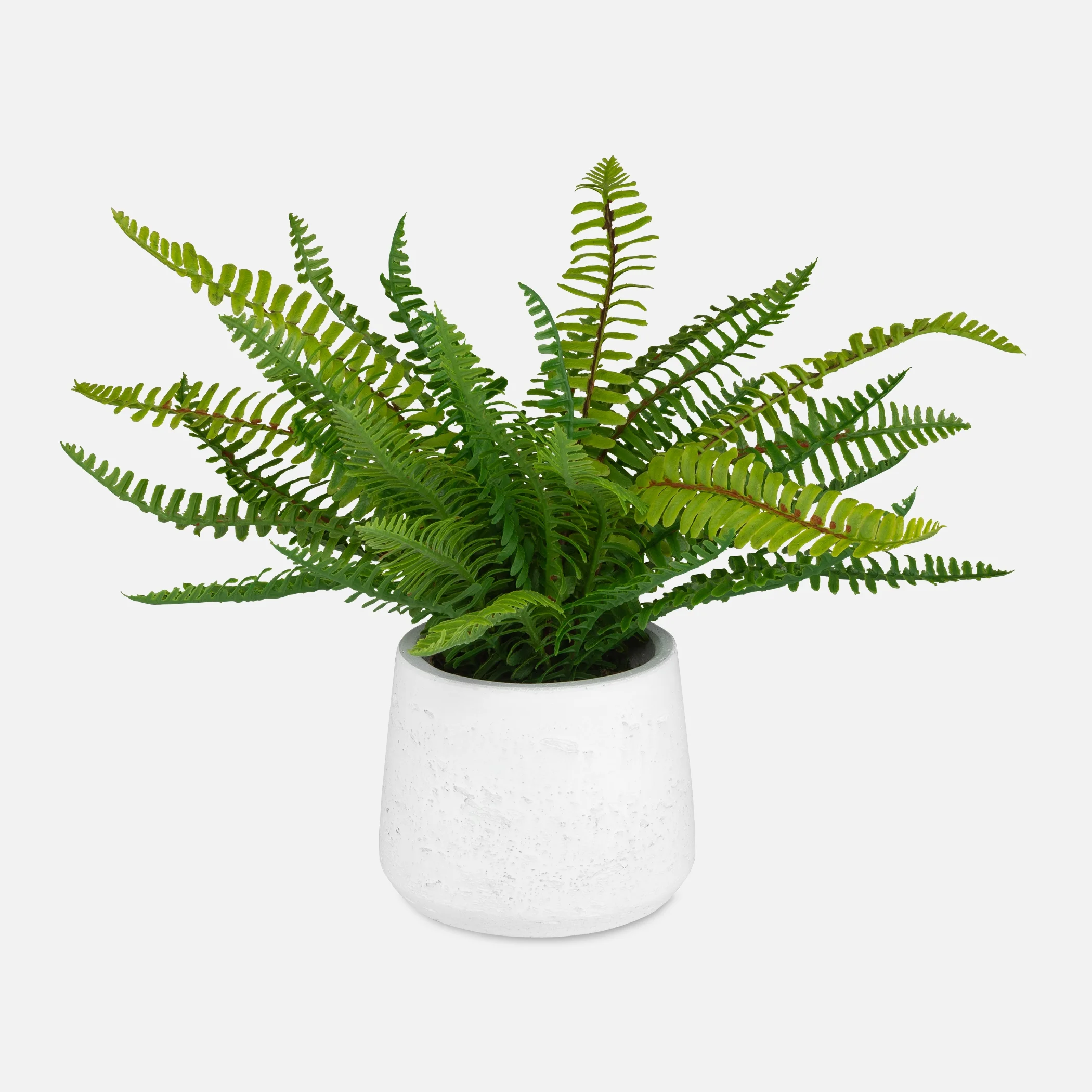 Boston Fern in Ceramic Pot