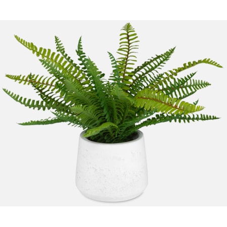 Boston Fern In White Ceramic Pot