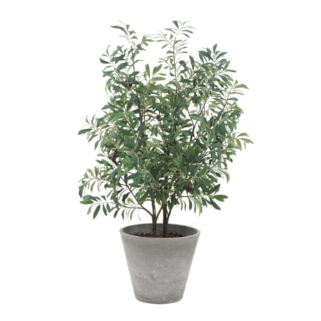 Marisol Potted Olive Plant