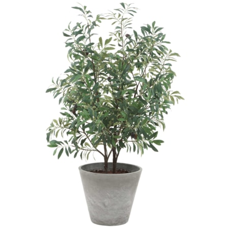 Marisol Potted Olive Plant