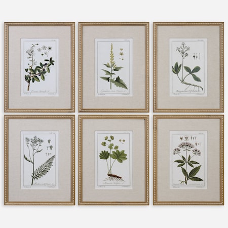 Green Floral Botanical Study (Set of 6)